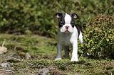 BOSTON TERRIER 152